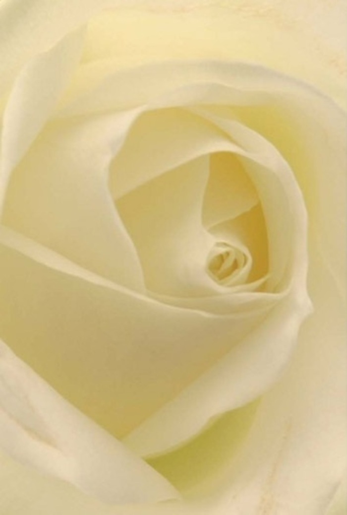 Viewed close-up, this elegant white rose is a study in subtle layering and nuanced luminosity, with creamy petals unfolding in delicate spirals that speak of both purity and quiet confidence. Caught in ambient Tottenham light-the same gentle rays that filter through back gardens on Philip Lane-the petals blend seamlessly from soft white to warm cream and faint yellow, glowing as if illuminated from within. The careful arrangement accentuates the fragile beauty of each nearly see-through outer petal and the spiraled core at the center, which radiates resilience and sincere intent. For a Tottenham florist, this bloom becomes the visual embodiment of honest emotion-whether it is chosen as a romantic gesture, a heartfelt apology, or a dignified tribute for remembrance. Subtle shadows carve dimension through the folds, and the bloom's clean, soothing scent, though imagined, seems to fill the air with grace. Every detail, from the silk-like surface to the meticulous composition, highlights the standard of excellence in every bouquet delivered to the Tottenham community.